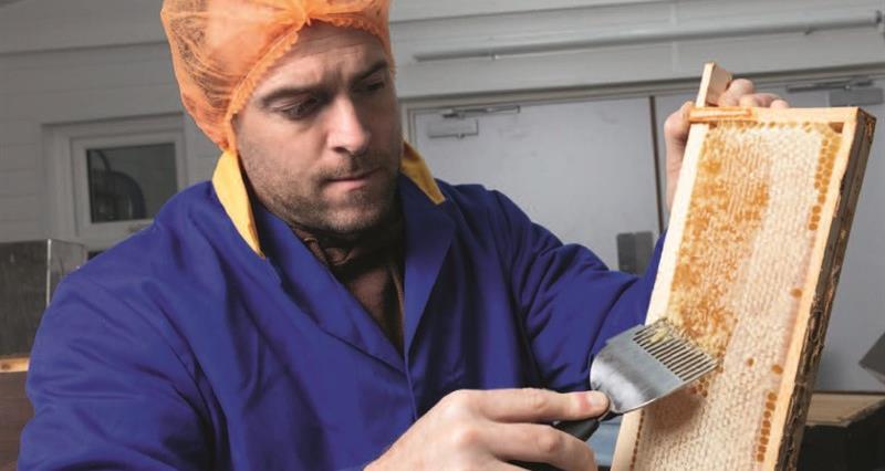 Welsh commercial beekeeper Gruff Rees inspecting a hive at his honey farm