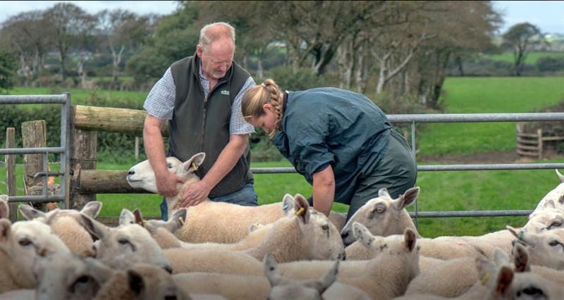 Mark and vet Jemma check the sheep for BTV symptoms