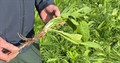 herbal ley grass soil health