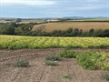 Pembrokeshire potatoes in drought