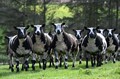 Robbie Alman-Wilson Dutch spotted sheep