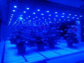 Stockbridge LED4CROPS Blue lights