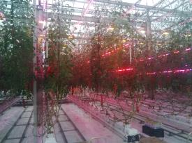 Stockbridge LED4CROPS tomatoes in glasshouse