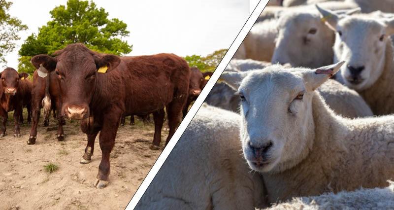 Cattle (left) and group of sheep (right)