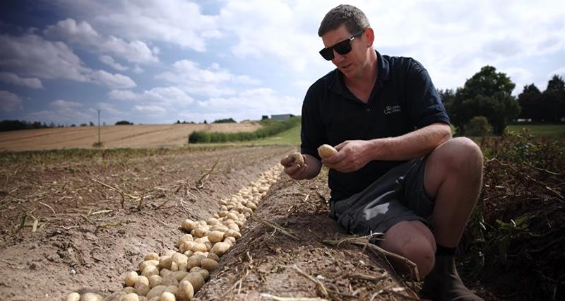 Farmer picking potatoes Photograph: Red Tractor