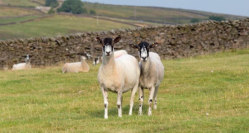 Uplands challenges and opportunities – have your say