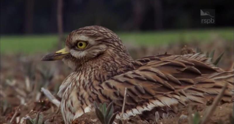 Stone curlew_35315