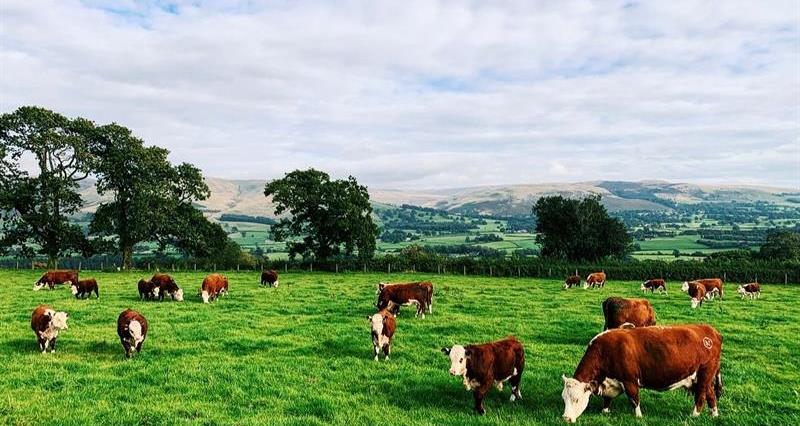 A picture of cows grazing in a field