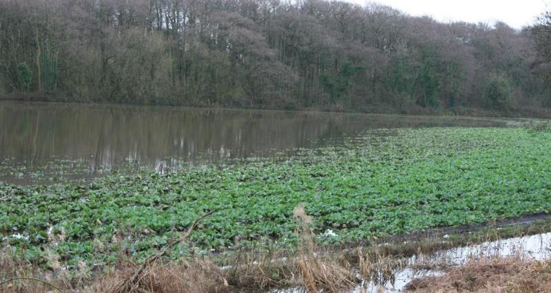 Flooded cabbages at Allan Butler's farm_32301
