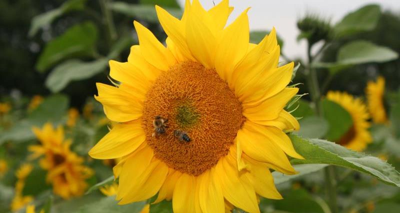 Bees and sunflower_37296