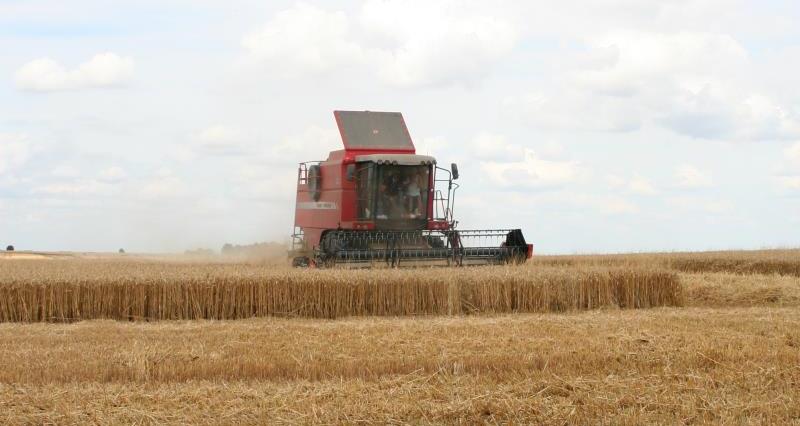 Combining wheat, Oxfordshire_37498