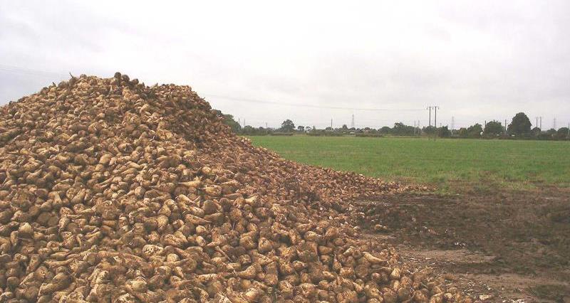 Sugar beet_11856