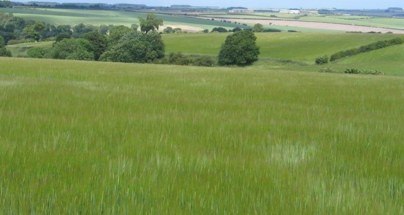 Lincolnshire landscape_16684