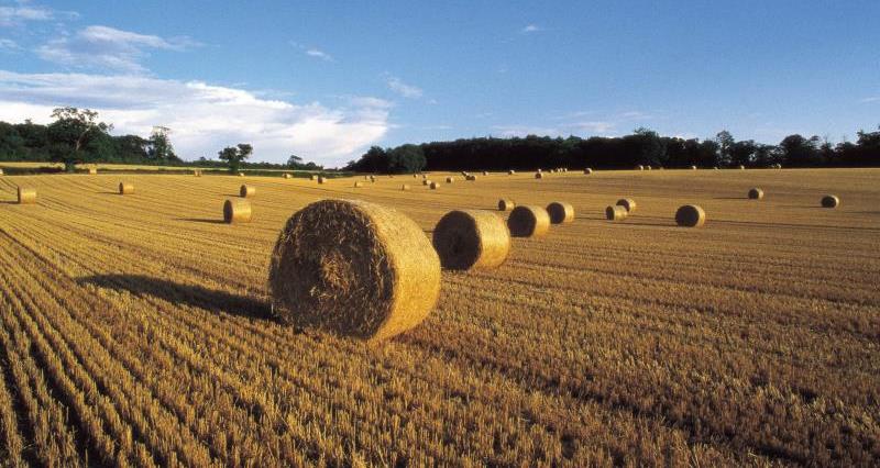 Field of straw bales_14586