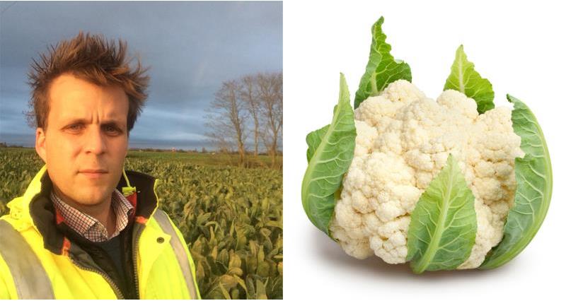Cauliflower - from farm to fork