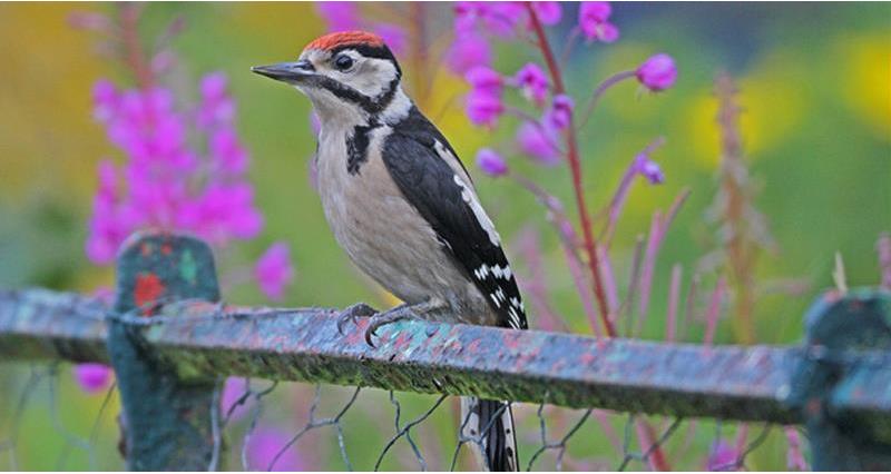 Great Spotted Woodpecker, Nicholas Watts_51325