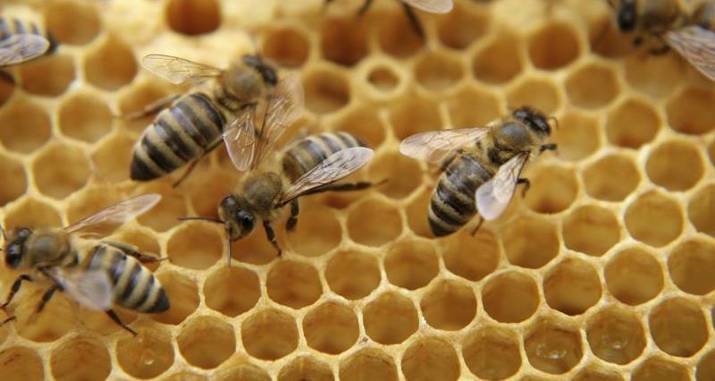 Honey bees on comb_3742