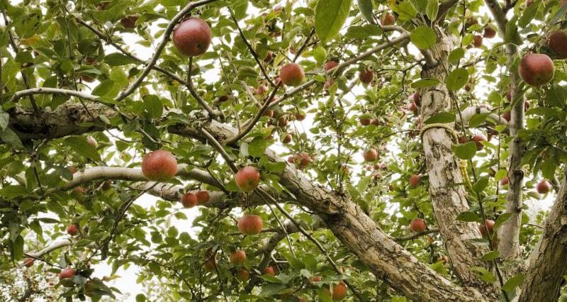 Apple orchard_3834