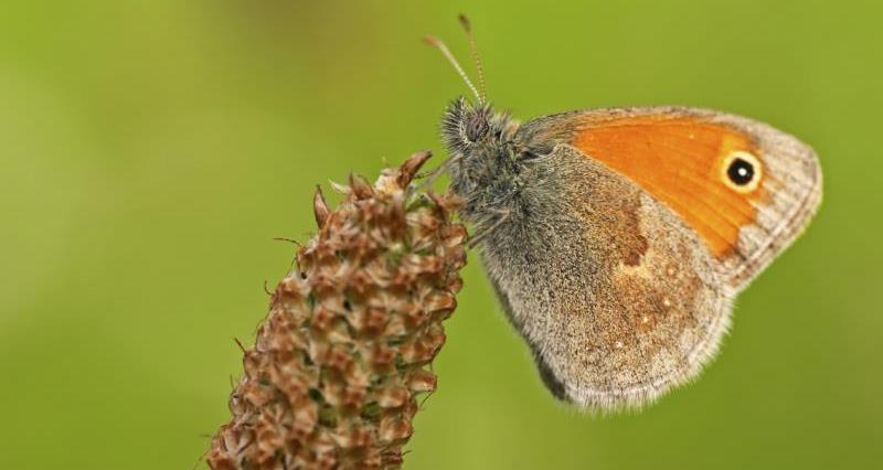 Meadow brown butterfly_12741