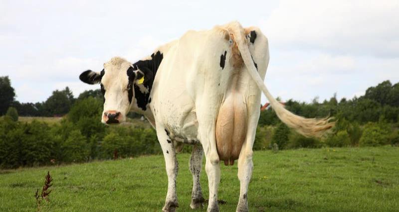Dairy cow_3622