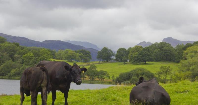 A photo of cows against a green natural background, with low hanging grey clouds.