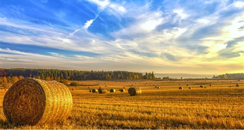 An image of hay bales in a field at sunset against a blue sky
