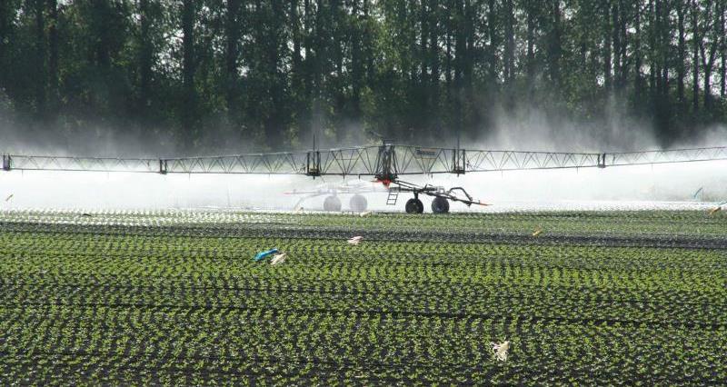 Boom irrigation_13617
