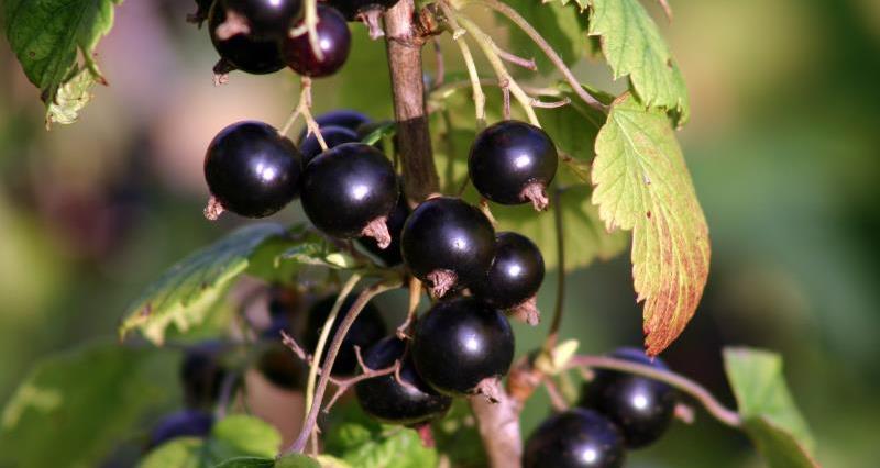 The great British blackcurrant