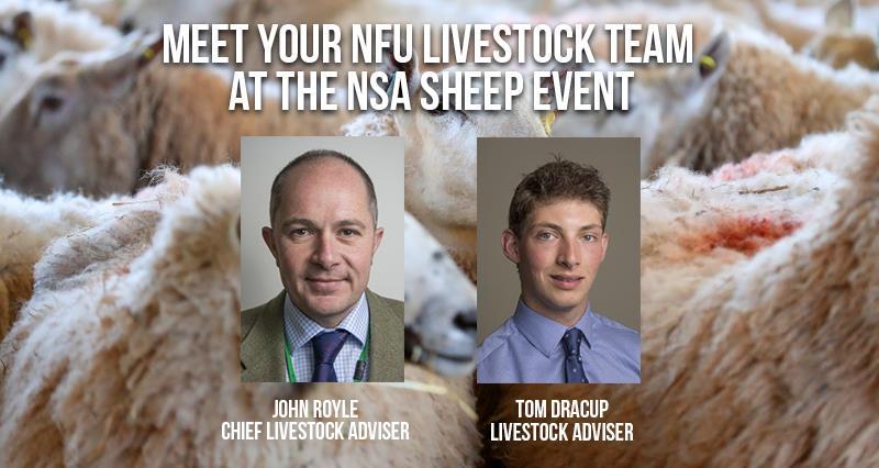 NSA Sheep banner_55140