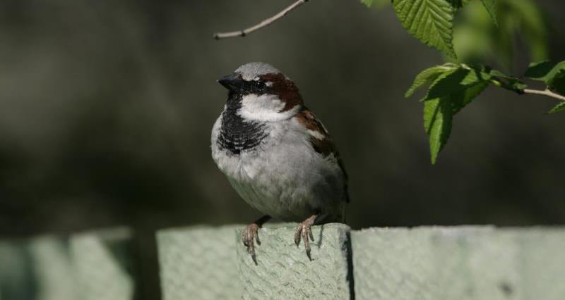 House sparrow on the fence_51142