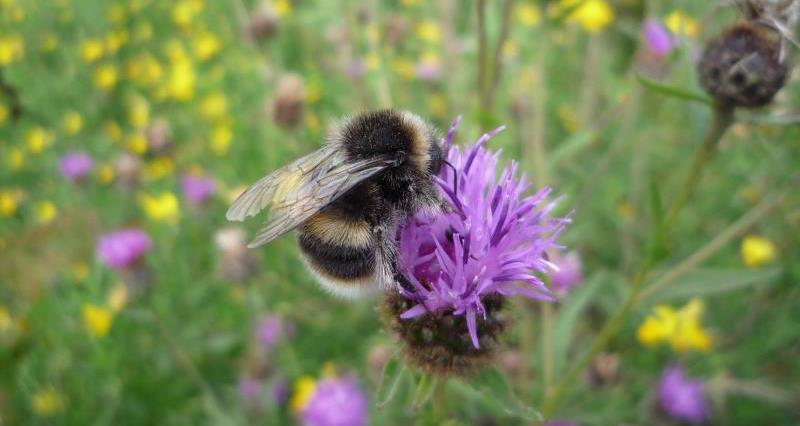 Bumble Bee on Black Knapwood Flower_25805