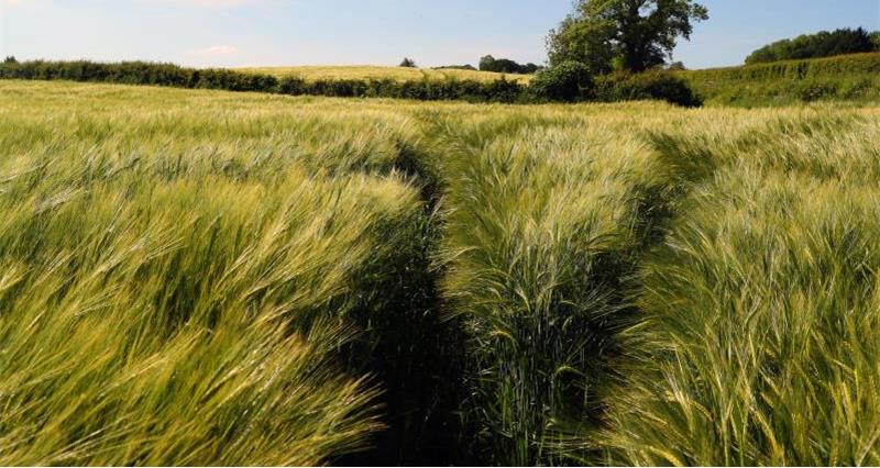 Barley field Herefordshire_44285