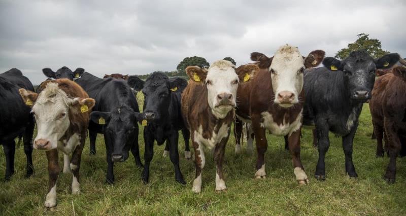 Beef cattle, Somerset_42908