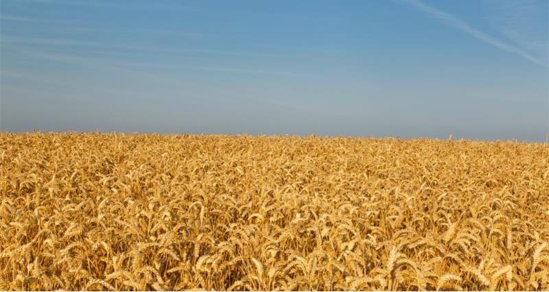Wheat field blue sky_47875