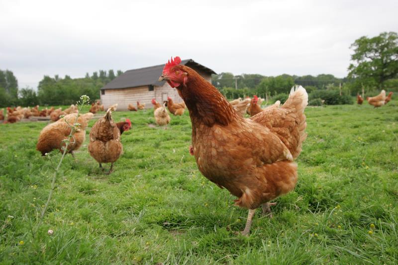 Chickens in field_42585
