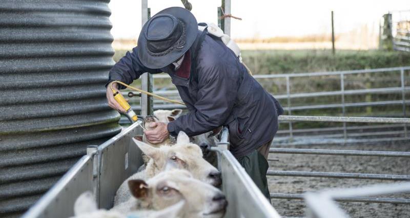 Sheep being vaccinted, Charles Sercombe farm_39205