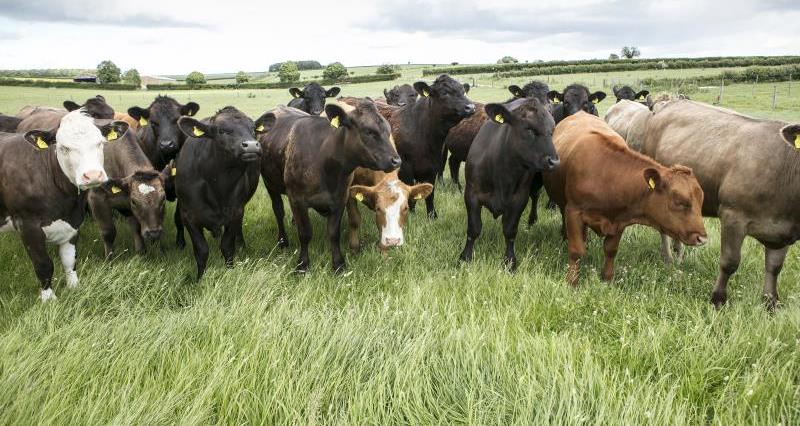 Heifers, Jimi Collis farm_44150