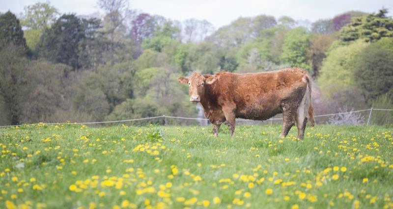 South Devon Cattle Oxfordshire_54208