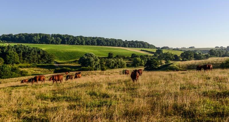 Farming landscape cattle_47807