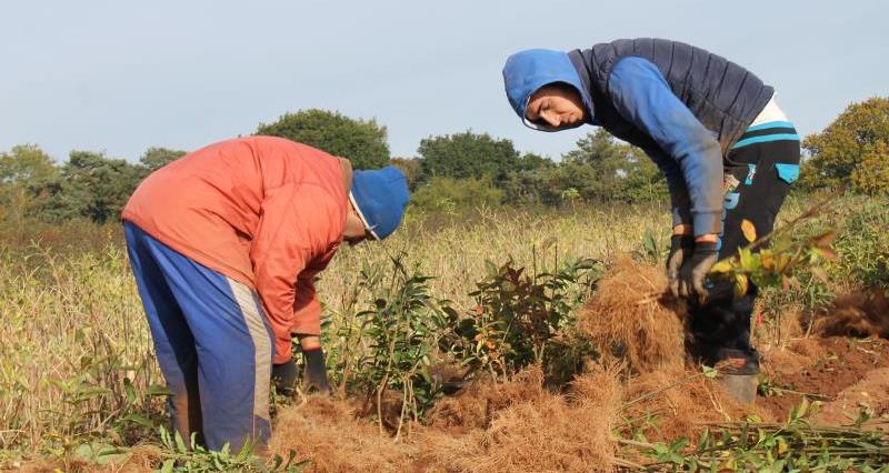 Seasonal workers clearing soil from root system, Wyevale Nurseries_42413