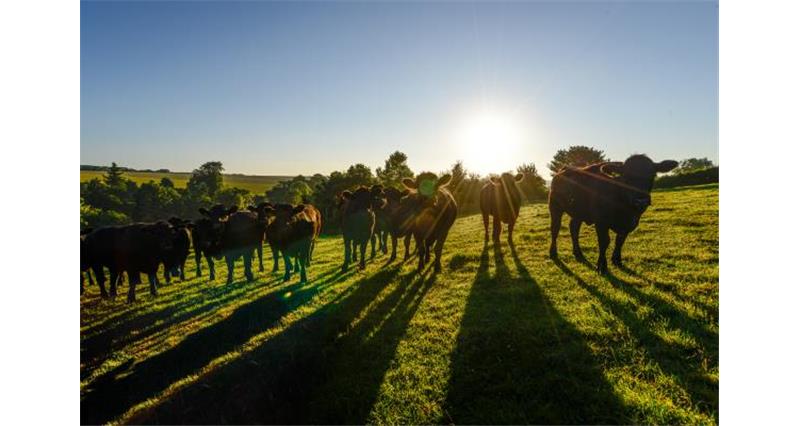 Farming landscape cattle_47801