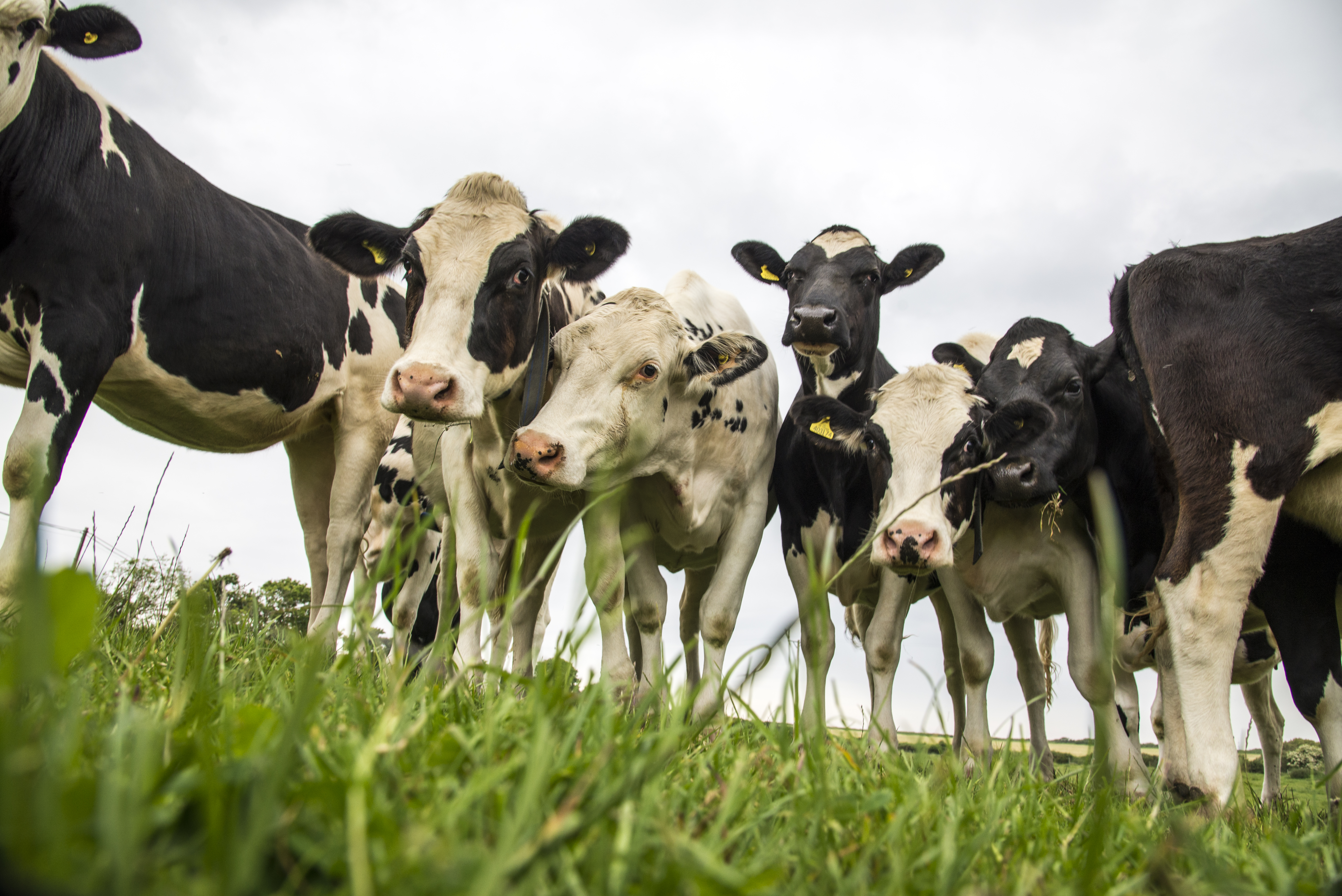 Dairy cows_35750