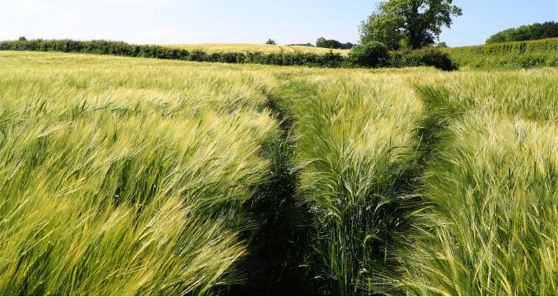 Barley field Herefordshire_44284