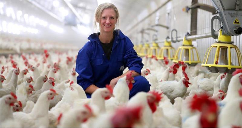 All you need to know about the British poultry industry