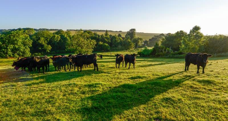 Farming landscape cattle_47804