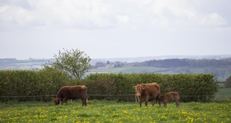 South Devon Cattle Oxfordshire_54219