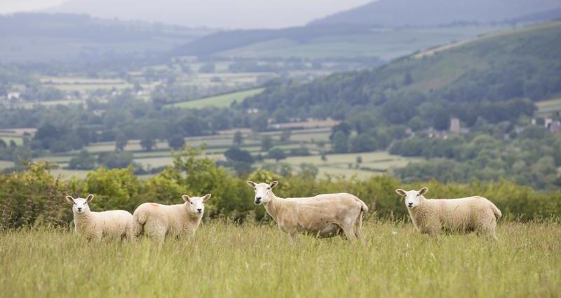 Sheep Shropshire landscape_56314