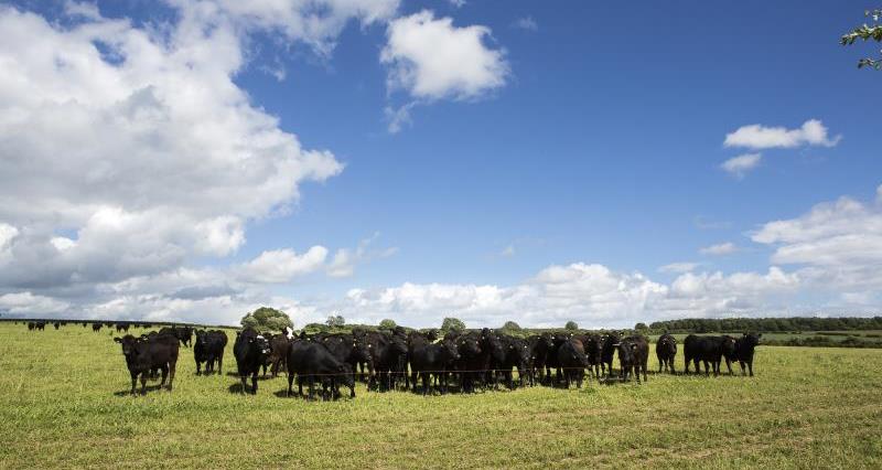 Beef cattle, Jimi Collis farm_44144