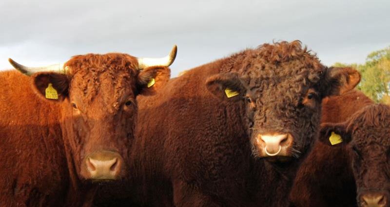 Devon cattle at Rob Alderson's farm_42514