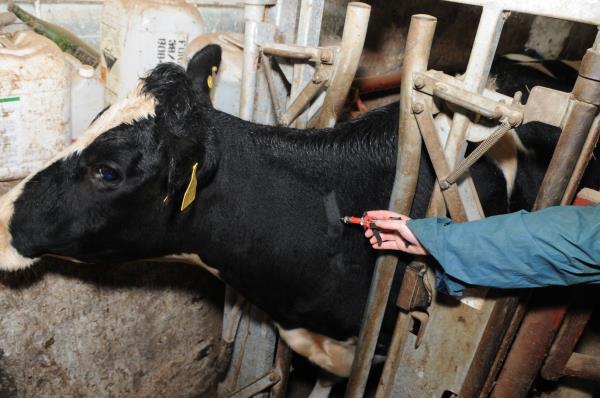 Rise In Bovine TB Shows Next WG Must Take Action - NFU Cymru